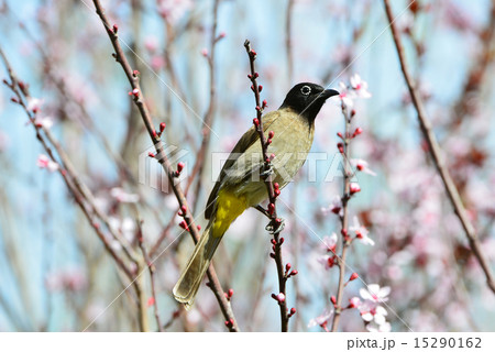 Yellow vented Bulbul Yellow vented Bulbul 15290162