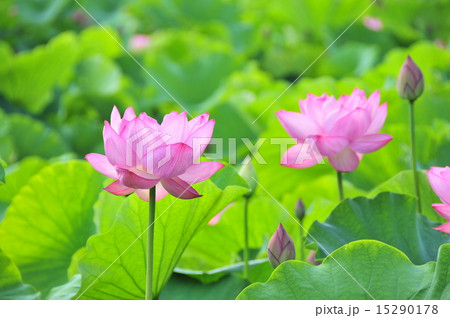 法金剛院の蓮 15290178