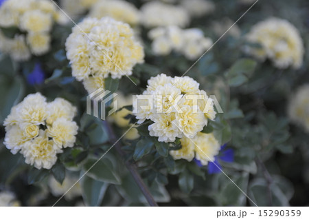 初夏の花 黄色の花1 初夏の花 黄色の花1 15290359