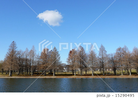 東京都 足立区 舎人公園のラクウショウとメタセコイア並木(冬) 東京都 足立区 舎人公園のラクウショウとメタセコイア並木(冬) 15290495