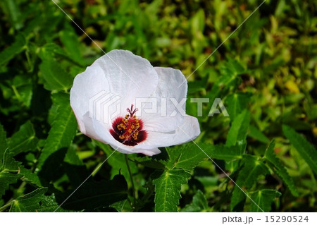 高砂芙蓉シリーズ 高砂芙蓉シリーズ 15290524