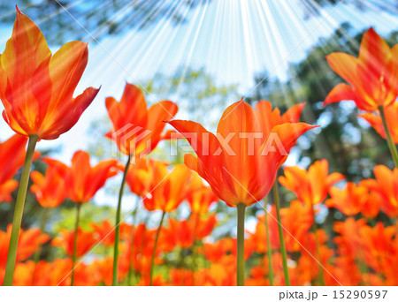 オレンジ色のチューリップと太陽の光/ローアングルの写真 15290597