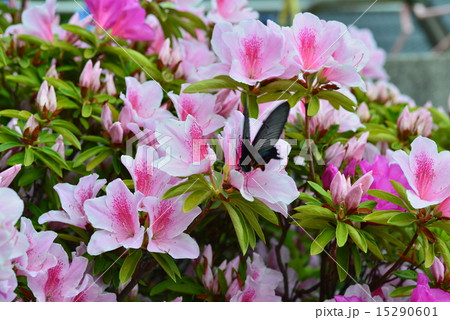 ツツジの蜜を吸うアゲハチョウ1の写真素材