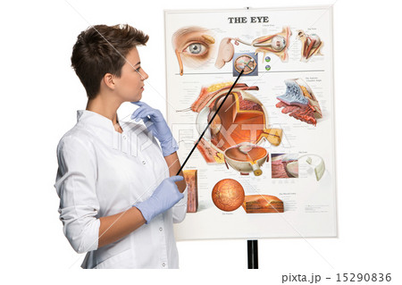 Optician or oculist woman telling about structure of the eye 15290836