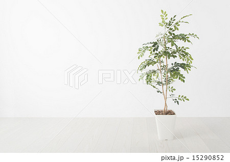 観葉植物 インテリア 物撮り 観葉植物 インテリア 物撮り 15290852
