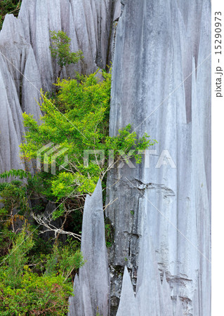Limestone pinnacles at gunung mulu national park 15290973