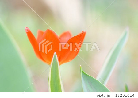 チューリップ 15291014