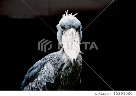 ハシビロコウ１ 15291030