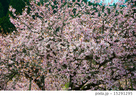 桜 桜 15291295
