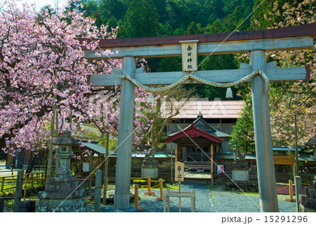 桜 桜 15291296
