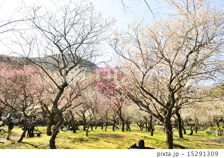 谷尾崎梅園公園 15291309