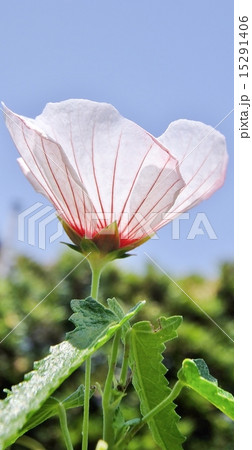 高砂芙蓉シリーズ 15291406