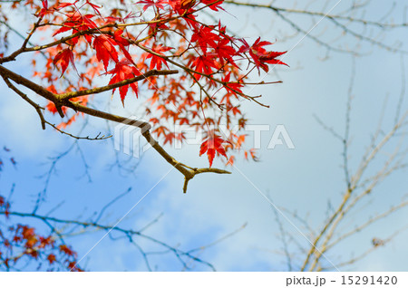 秋空に揺れる赤色の紅葉 秋空に揺れる赤色の紅葉 15291420