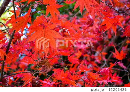 鮮色の紅葉 鮮色の紅葉 15291421
