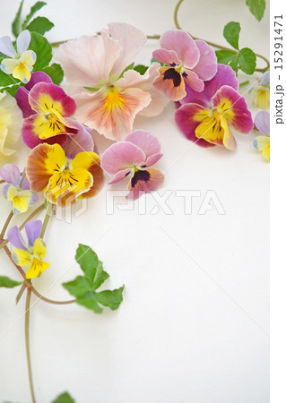 パンジーとビオラの花あしらい パンジーとビオラの花あしらい 15291471