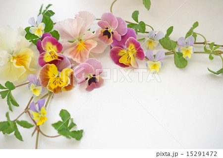 パンジーとビオラの花あしらい 15291472
