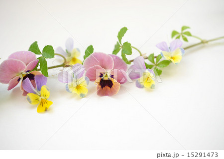ビオラの花あしらい ビオラの花あしらい 15291473