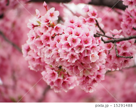 桜 15291488