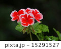 花（ゼラニウム） 15291527