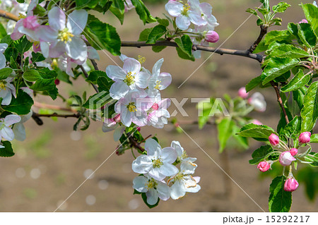 Blossoming branch of a apple tree 15292217