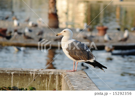 カモメ カモメ 15292356