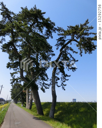 あんどん松 15292756