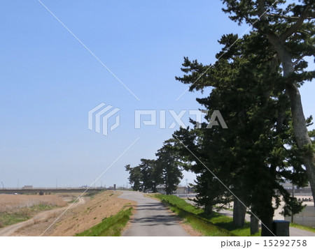 あんどん松 15292758