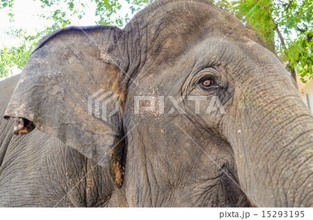 Old african Elephant 15293195