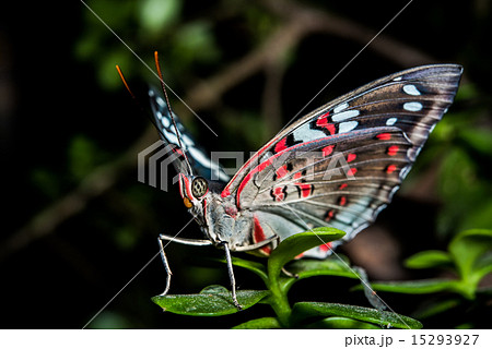 Colorful butterfly on a leaf 15293927