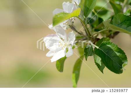 りんご りんご 15293977