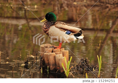オスのマガモ オスのマガモ 15294251