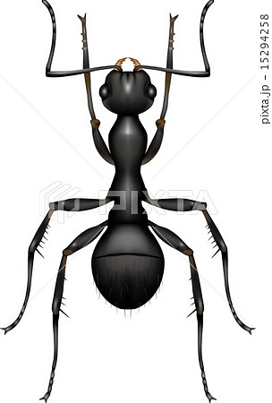 蟻のイラスト素材