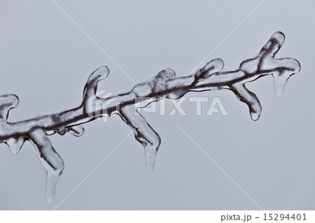 frozen branch frozen branch 15294401