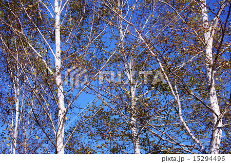 白樺　White birches  15294496