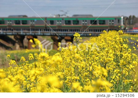 菜の花　ローカル線　電車　黄色　春 15294506