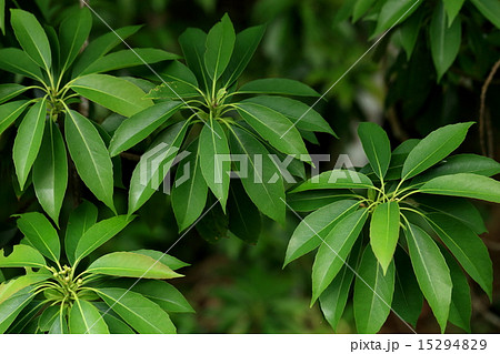 自然　植物　イジュ、白い花も清楚できれいですが深緑の艶のある葉も存在感があります 15294829