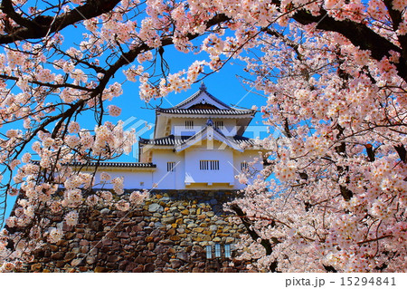 甲府城　桜 15294841