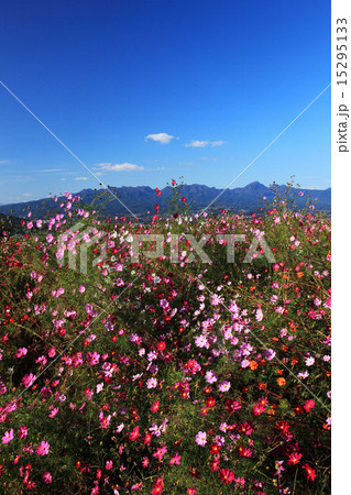 秋の鼻高展望花の丘からの榛名山 15295133