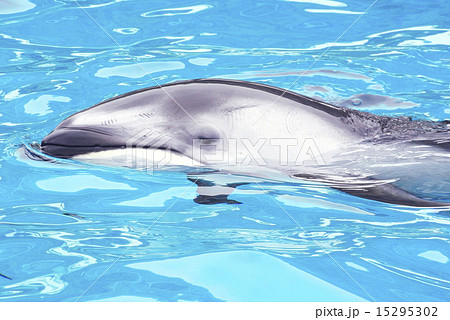 泳ぐイルカのアップ 泳ぐイルカのアップ 15295302