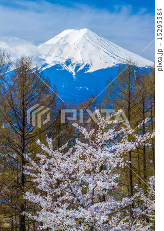 富士山と桜 15295584