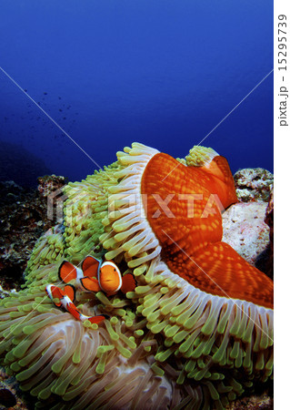 カクレクマノミとイソギンチャク 15295739