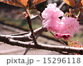 八重桜 15296118