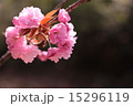 八重桜 15296119