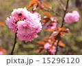 八重桜 15296120