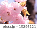 八重桜 15296121
