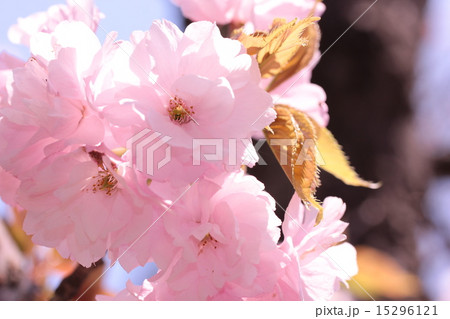 八重桜 15296121