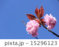 八重桜 15296123