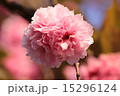 八重桜 15296124
