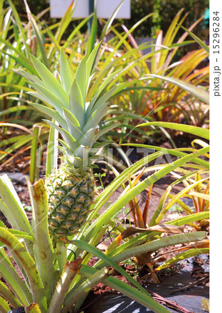 パイナップル畑 15296284