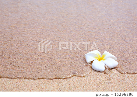プルメリアと水 15296296
